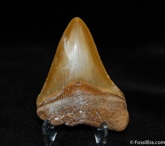 Bone Valley Megalodon Tooth #528